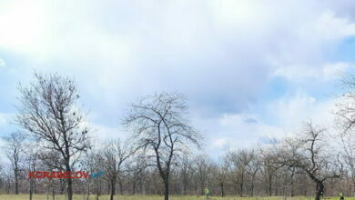 парк "Дружба"