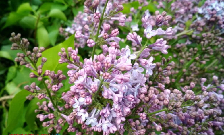 Пасхальная неделя в Николаевской области будет по-летнему тёплой | Корабелов.ИНФО