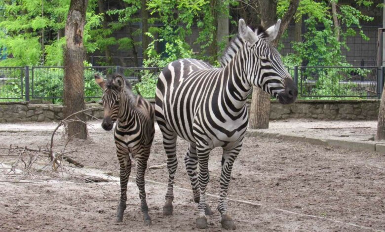 В Николаевском зоопарке пополнение - родился детеныш зебры | Корабелов.ИНФО