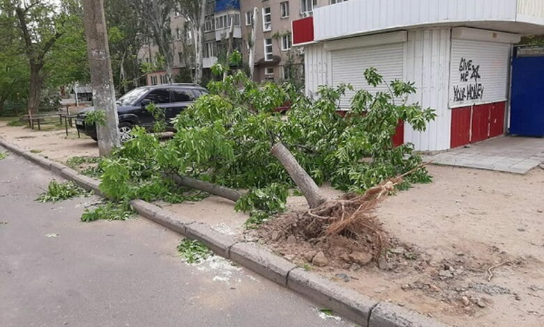 упавшее дерево