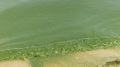 вода на пляже "Чайка" в Николаеве (июнь 2021)