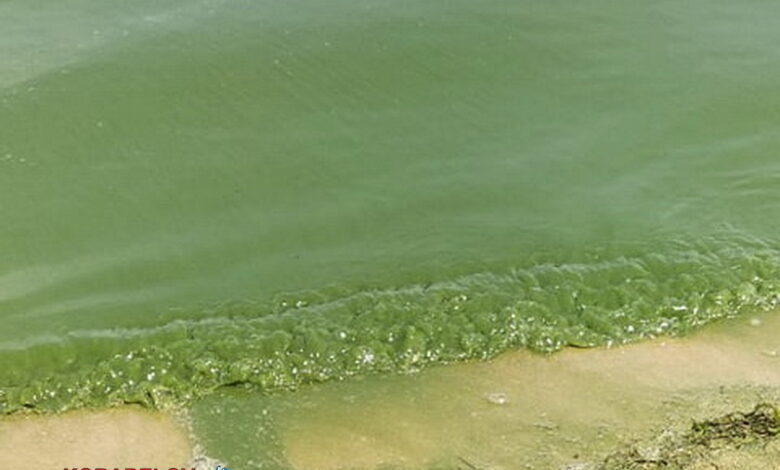 вода на пляже "Чайка" в Николаеве (июнь 2021)