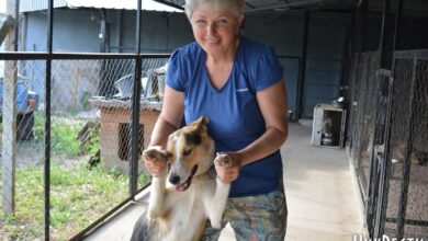 Ольга Волкова