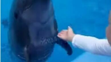 дельфин и ребенок