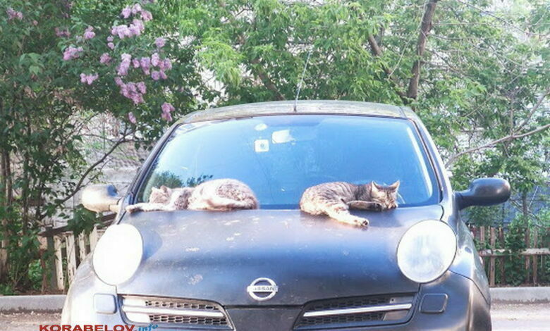 коты на машине