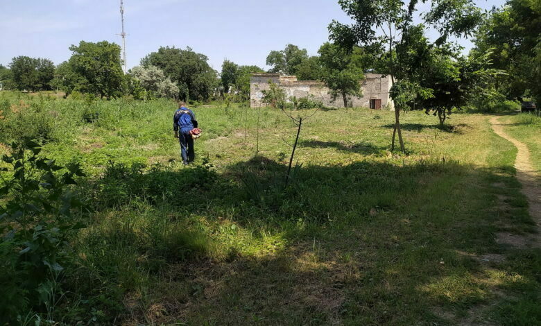 амброзия в парке "Богоявленский"