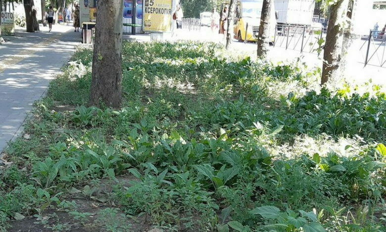 заросли травы