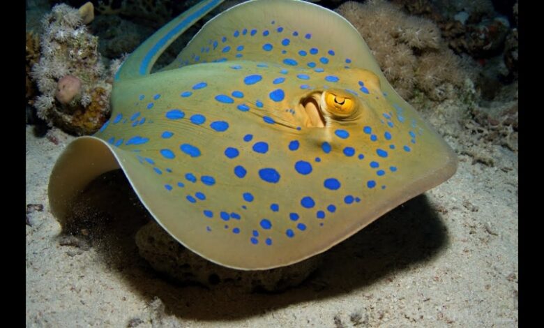 электрический скат