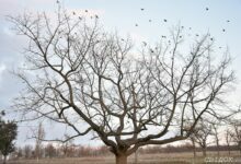 Горизонтальний дуб у парку "Дружба"