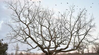 Горизонтальний дуб у парку "Дружба"