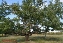 Горизонтальний дуб у парку "Дружба"