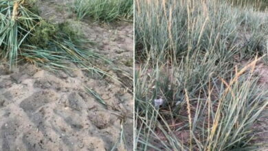 камыш на пляже в Широкой Балке