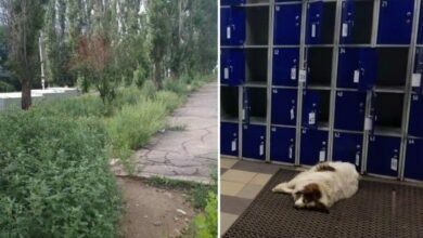 трава и собаки в Корабельном районе