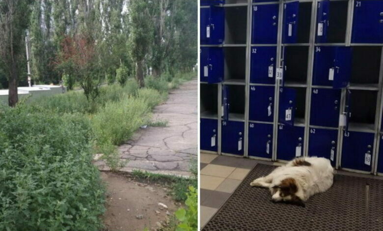 трава и собаки в Корабельном районе