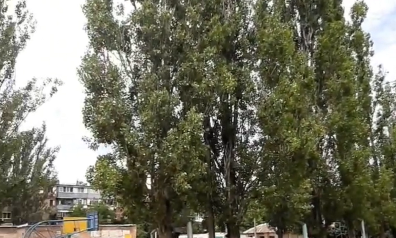 тополя
