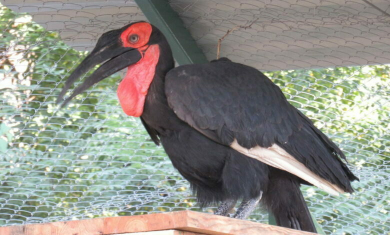 птица-носорог