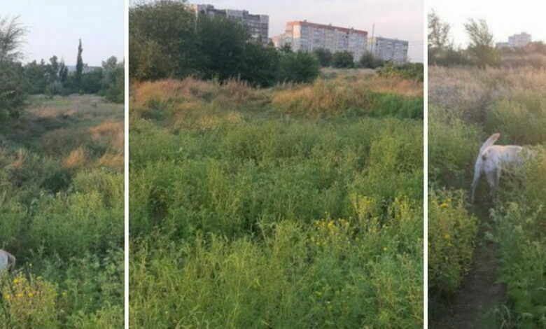 амброзия в Николаеве