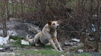 бродячая собака в Кульбакино