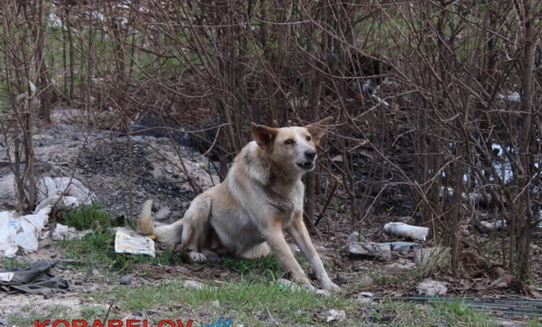 бродячая собака в Кульбакино