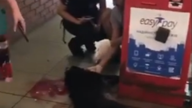 убитая собака