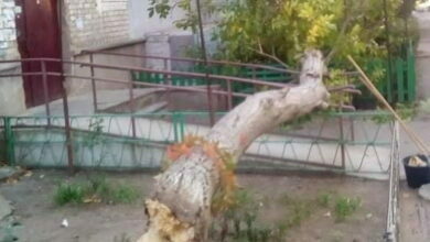 рухнувший орех 06.10.21