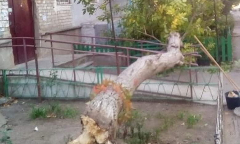 рухнувший орех 06.10.21