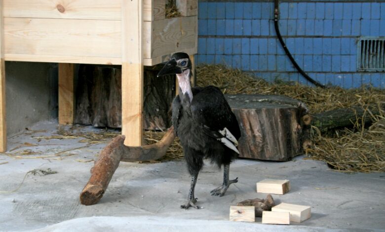 птенец кафрского ворона