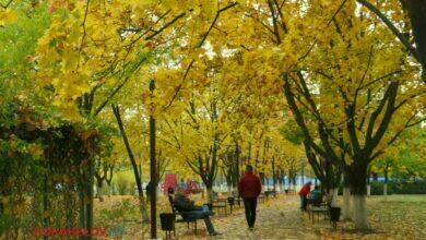 г. Николаев