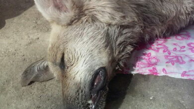 мертвая собака