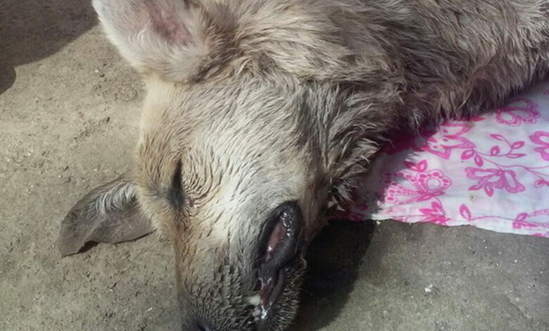 мертвая собака