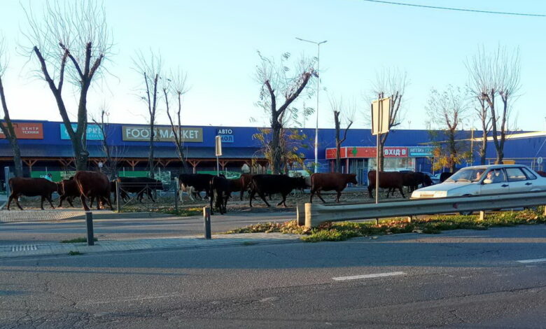 коровы переходят пр. Богоявленский
