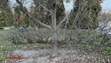 сухое дерево