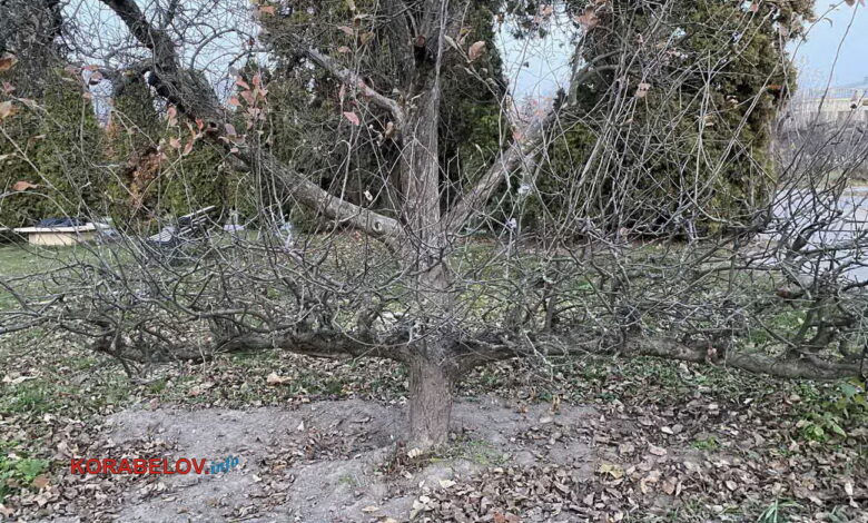 сухое дерево