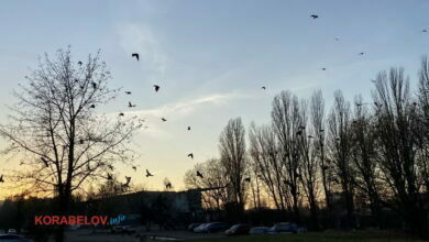 Осень в Киеве, закат, вороны