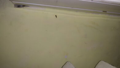 тараканы в Николаевской областной детской больнице