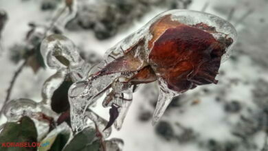 роза во льду