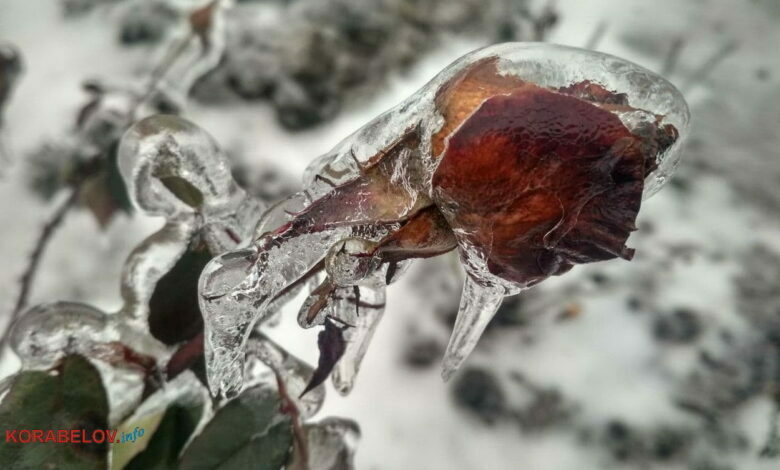 роза во льду