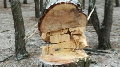 спил сосны по ул. Новостройной в Николаеве