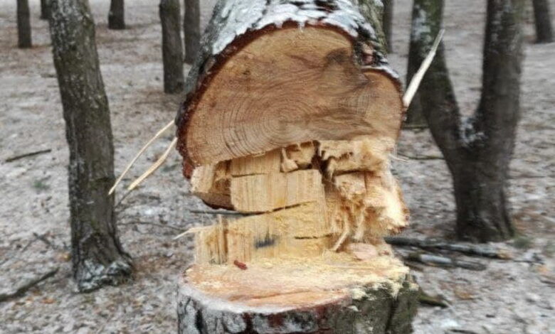 спил сосны по ул. Новостройной в Николаеве