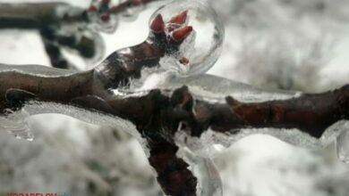 зима, мороз