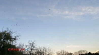 небо, птицы