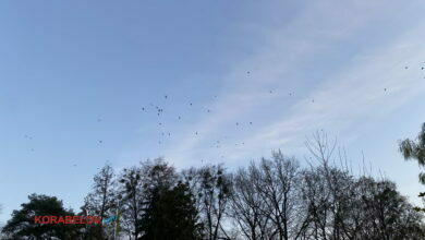 осень, птицы летят