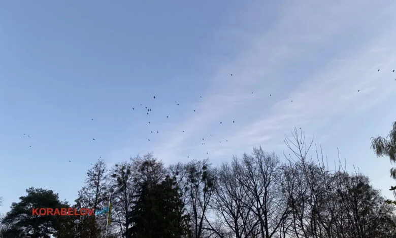 осень, птицы летят