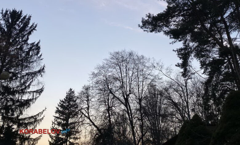 деревья, небо, закат