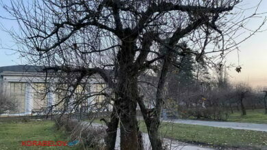 сухое дерево