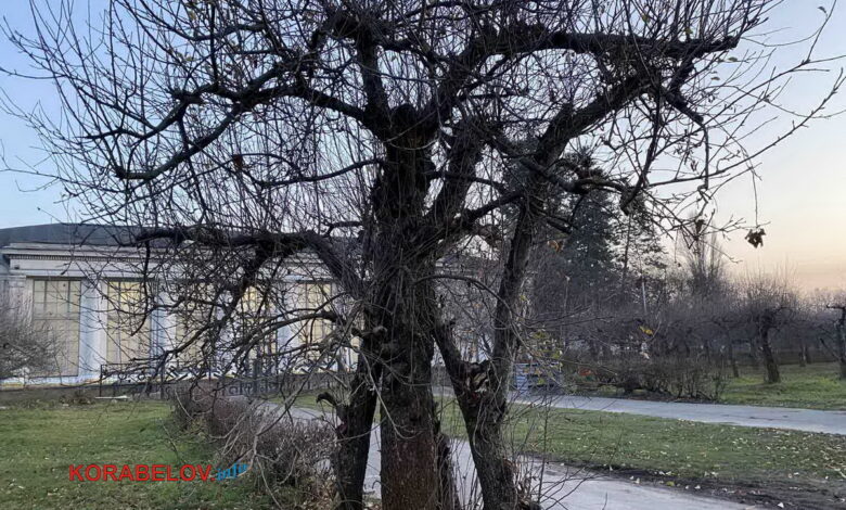 сухое дерево