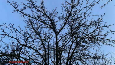 голое дерево