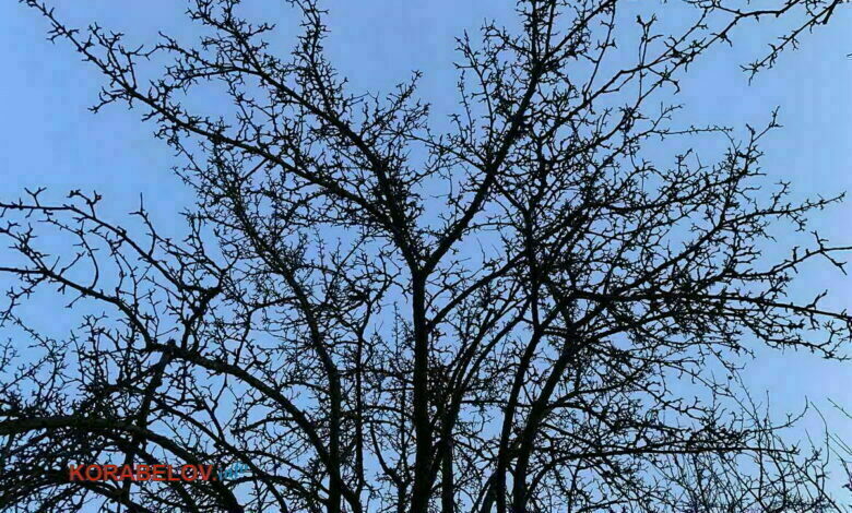 голое дерево