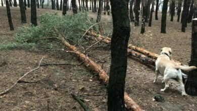 спиленные сосны по ул. Новостройной в Николаеве