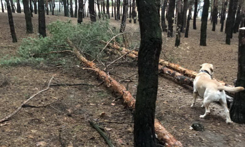 спиленные сосны по ул. Новостройной в Николаеве